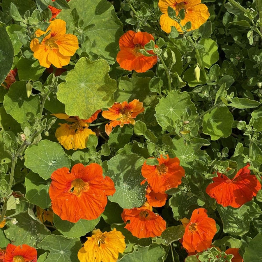 Nasturtium Plant, 4" Pot, Nasturtium Live Plants, Trailing Flower Vine Plants, Well Rooted