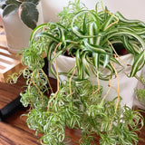 Curly Spider Plant Live, Airplane Houseplant Ready to Grow Indoors or Outdoors in 4" Pot