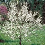 Set 2 American Plum Trees Live Plants for Planting, Bareroots, 12-18 Inch Height, Cold Hardy Plum Plant Live Ready to Grow