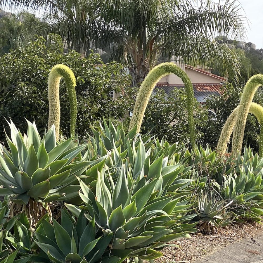 Green Agave Live Plant, 8 Inches Tall in 4 Inch Pot, Agave Succulent Plant for Indoor or Outdoor Growing
