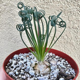 Rare Albuca Spiralis Plant Live in 3" Pot, Corkscrew Frizzle Sizzle Houseplant Ornamental Albuca Spiralis, Curly Grass Succulent Live Plant