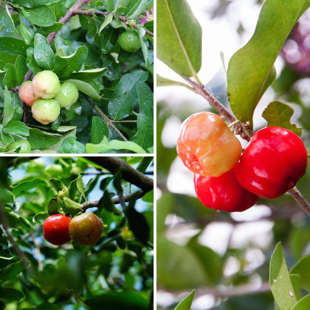 Live Barbados Cherry Tree Plant, Acerola Barbados Cherry Fruit Tree, 2 Feet Tall, Ready for Planting