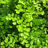 5 Roots of Maidenhair Fern, Fern Plants Live, Live Fern Plants, Fern Plant Seedlings, Fern Rhizomes for Planting, 5 Roots