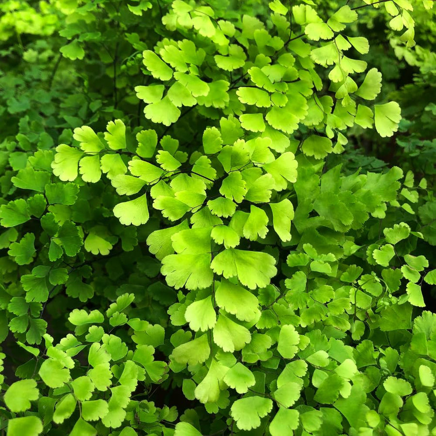 5 Roots of Maidenhair Fern, Fern Plants Live, Live Fern Plants, Fern Plant Seedlings, Fern Rhizomes for Planting, 5 Roots