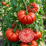 Set 1000 Beefsteak Tomato Seeds, Beefsteak Tomato Plant Live, Large Tomatoes Seeds for Outdoor Gardening