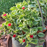 Pink Ice Plant Live Succulent, Variegated Baby Sun Rose Live Plant, in 2 Inch Pot, Hardy Ground Cover for Garden and Containers