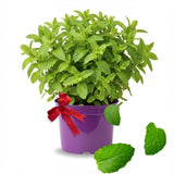 Fresh Assorted Mint Live Plant in 3.5 Inch Pot, Mint Herb Live Plant for Indoor Outdoor Growing, Spring Planting