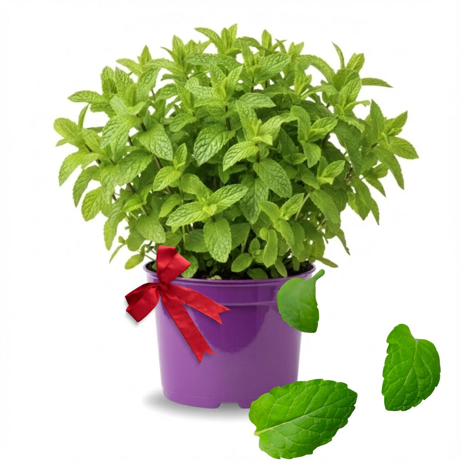 Fresh Assorted Mint Live Plant in 3.5 Inch Pot, Mint Herb Live Plant for Indoor Outdoor Growing, Spring Planting