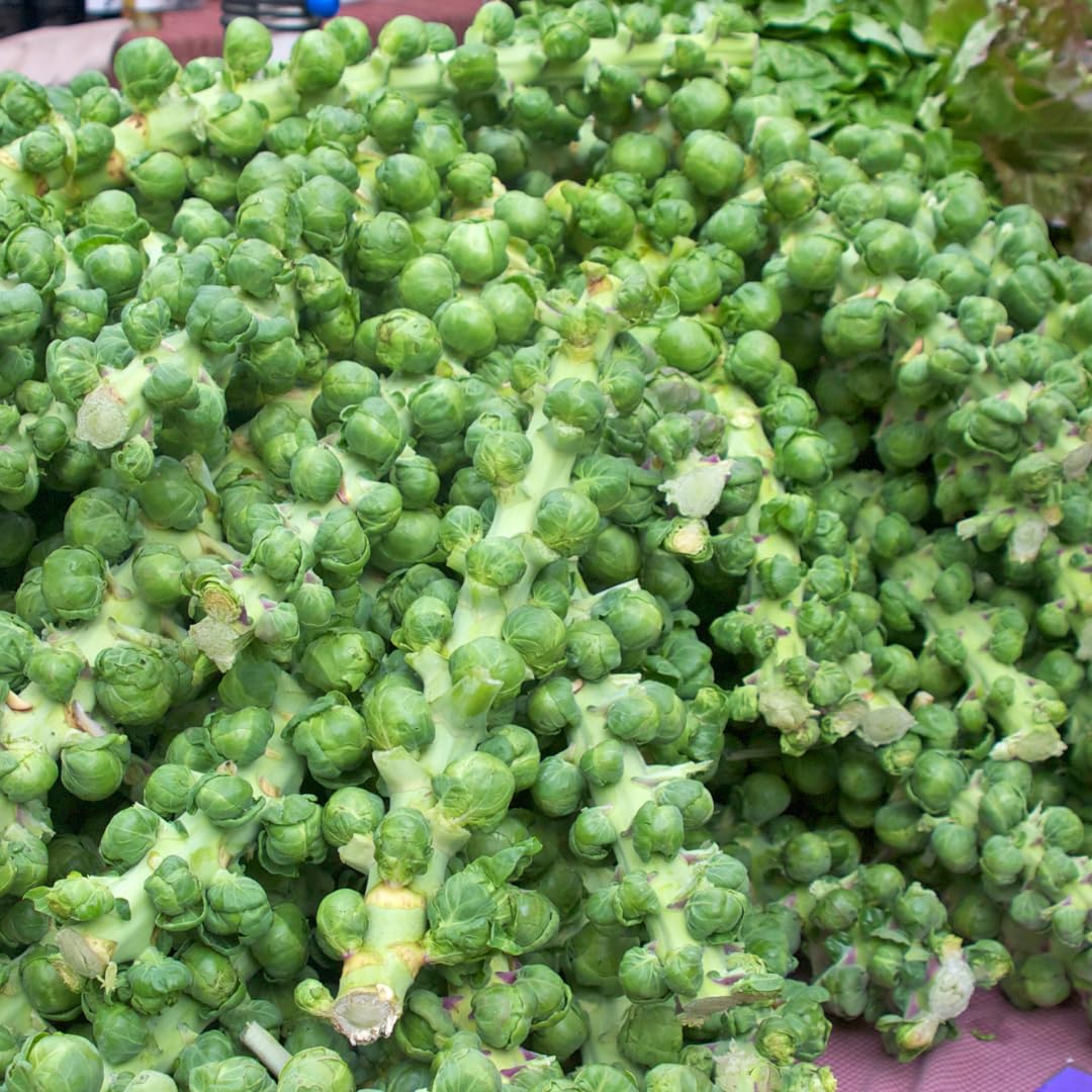 2 Brussels Sprouts Vegetable Plants Live, Garden Seedlings in 4 Inch Pot for Outdoor Growing