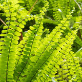 10 Maidenhair Fern Live Rhizomes, Shade Perennial Fern Plants for Outdoor Growing, Hardy, Fast Growing