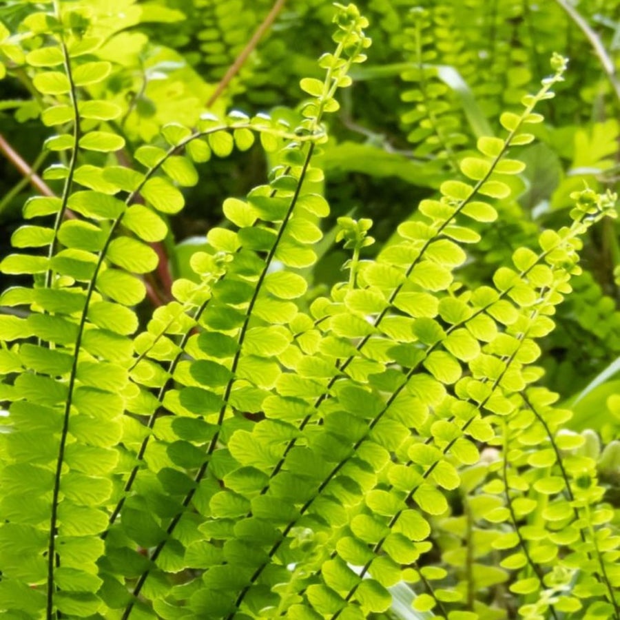 10 Maidenhair Fern Live Rhizomes, Shade Perennial Fern Plants for Outdoor Growing, Hardy, Fast Growing
