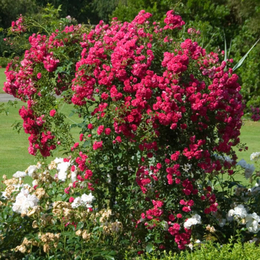 Hot Pink Climbing Rose Live Plant, Fragrant Rose Bush Ready to Plants, Zone 5 to 9, Size 3 to 7 Inches and Bare Root