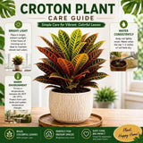 Croton Live Plant in 4 Inch Pot - 5 to 8 Inch Tall Colorful Tropical Houseplant, Perennial Croton Plants - Indoor Decorative Foliage Plant