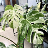 2 Rare Philodendron Live Plants Varieties Collection, Philodendrons Plants Size 5-9 Inc for Indoor Houseplant Décor, Ornamental Tropical Well-Rooted (Monstera Thai Constellation - Very Rare)