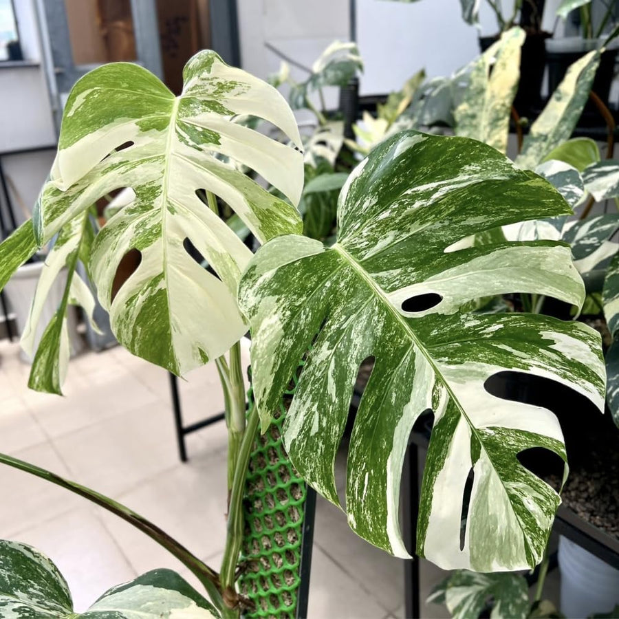2 Rare Philodendron Live Plants Varieties Collection, Philodendrons Plants Size 5-9 Inc for Indoor Houseplant Décor, Ornamental Tropical Well-Rooted (Monstera Thai Constellation - Very Rare)