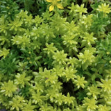 Sedum Plant Live, Small Sedum Succulent Plant, Succulent Live Plant Sedum in 6 Inches Pot for Planting in Garden