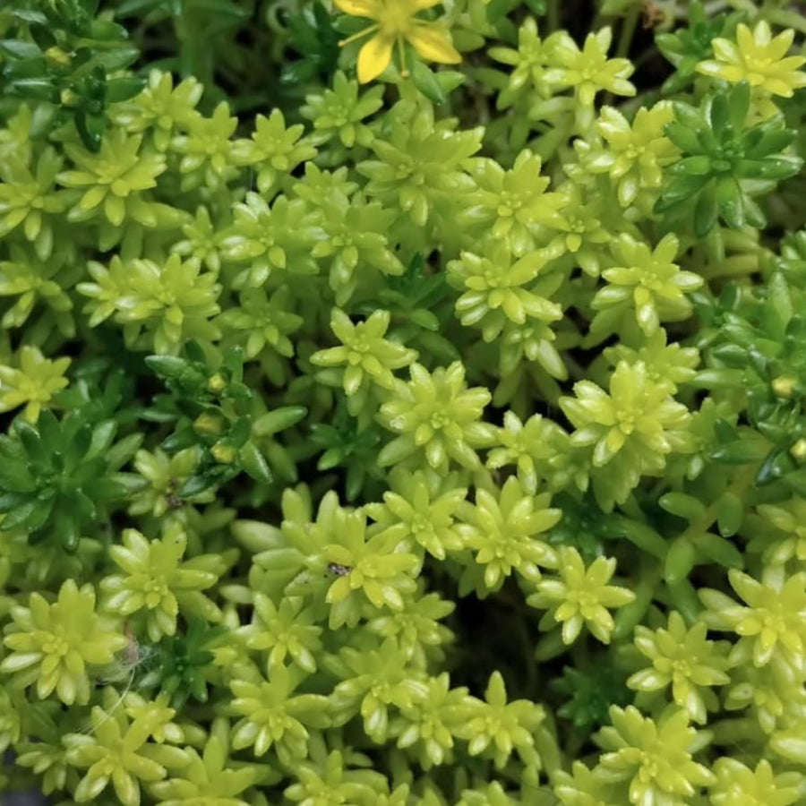 Sedum Plant Live, Small Sedum Succulent Plant, Succulent Live Plant Sedum in 6 Inches Pot for Planting in Garden