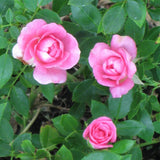 2 Rose Plants Live, Rose Bush Live Plants, Fragrant Rose Flowers, Well Rooted 5-10 Inch Tall, No Pot (Pink Rose)