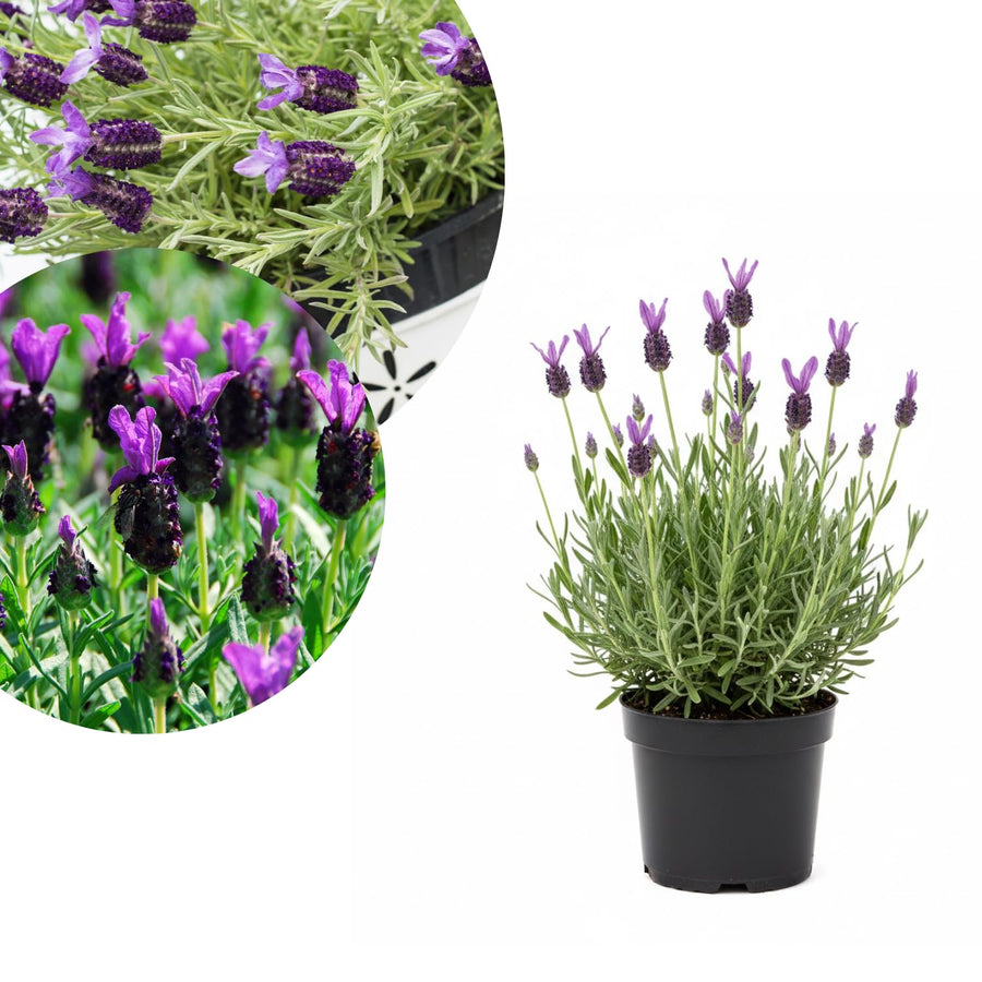Lavender Live Plant 4″ Pot, Fragrant Purple Blooms, Outdoor and Container Growing, Zones 8–11 (Fragrant Purple)