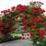 Don Juan Rose Live Plant, Don Juan Climbing Rose Plant Live, Donjuan Climber Plant for Planting, No Leaf, Trim Back, Well Rooted, Bare Root