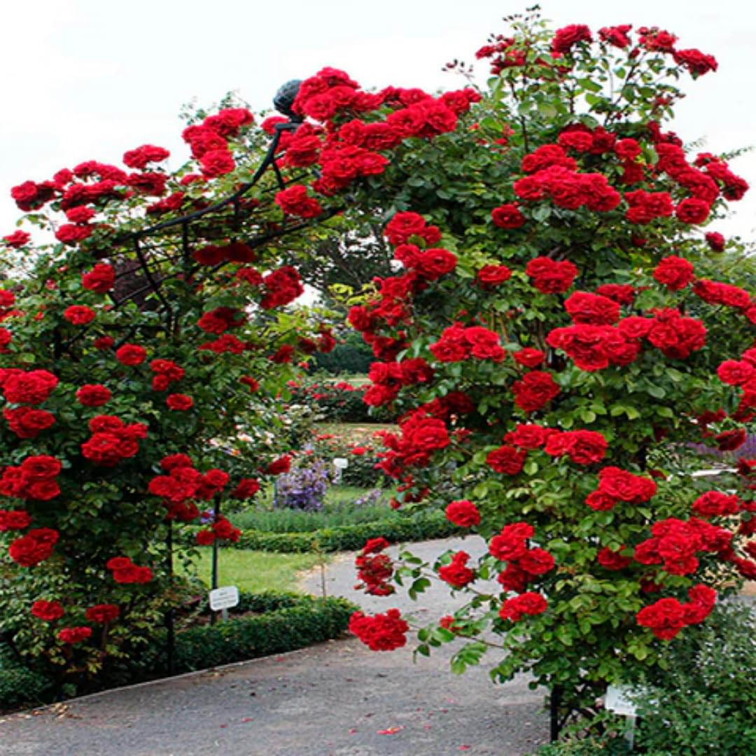Don Juan Rose Live Plant, Don Juan Climbing Rose Plant Live, Donjuan Climber Plant for Planting, No Leaf, Trim Back, Well Rooted, Bare Root
