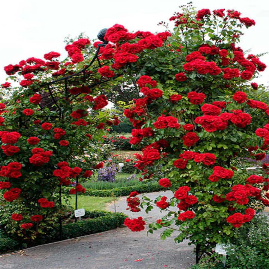 Don Juan Rose Live Plant, Don Juan Climbing Rose Plant Live, Donjuan Climber Plant for Planting, No Leaf, Trim Back, Well Rooted, Bare Root