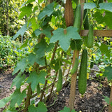 Luffa Plant Live, Luffa Gourd Vine, Loofah Vegetable Plant 4-8 Inches Tall, Well Rooted for Outdoor Gardening