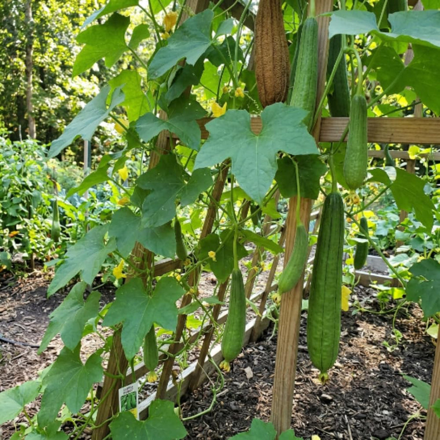 Luffa Plant Live, Luffa Gourd Vine, Loofah Vegetable Plant 4-8 Inches Tall, Well Rooted for Outdoor Gardening
