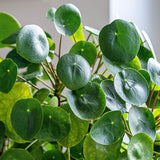 Money Tree Plant, Money Live Plant, 4-7 Inches Tall in 4 Inch Pot, Pilea Peperomioides Houseplant for Indoor Outdoor Houseplant