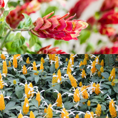 2 Mixes Shrimp Plants Live, Red and Yellow Flower Starter Plug Seedlings Justica Brandegeana Tree Bush, 4-7 Inches Tall