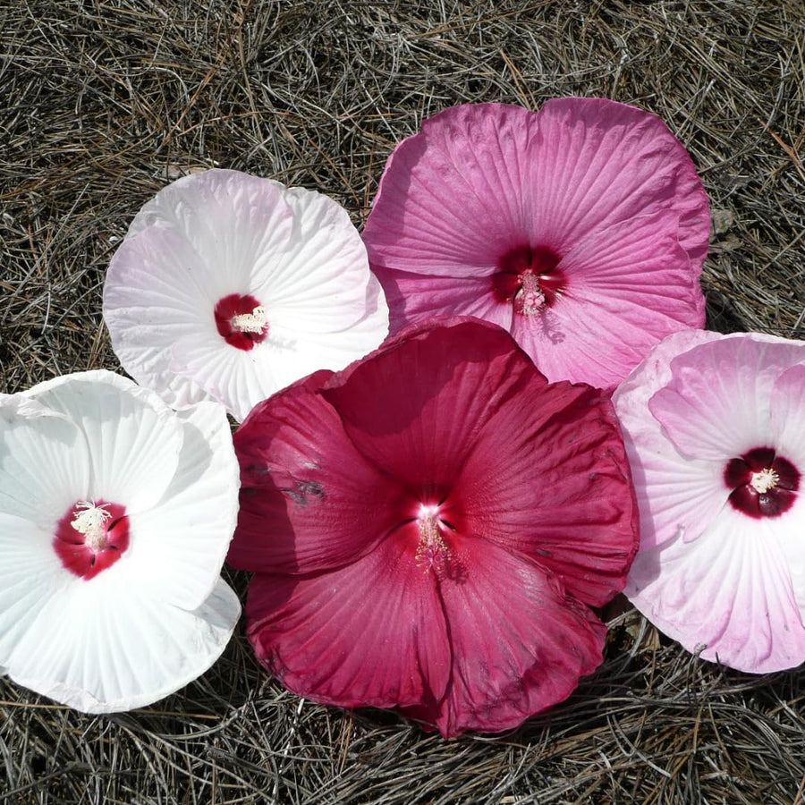 Hibiscus Flower Plant, Hibiscus Plants Live, Tropical Hibiscus Plant, Giant Mix, Zone 10 to 12, Size 5 to 7 Inch Tall
