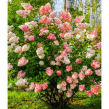 Hydrangea Tree Live Plant, Change Color, Vibrant Blooms, Outdoor Growing, Hardy and Ready to Plant, 6-12" in Tall (Pink White)