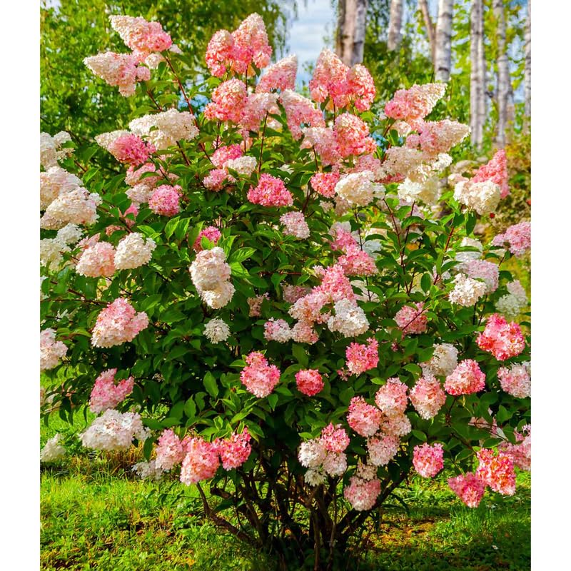 Hydrangea Tree Live Plant, Change Color, Vibrant Blooms, Outdoor Growing, Hardy and Ready to Plant, 6-12" in Tall (Pink White)