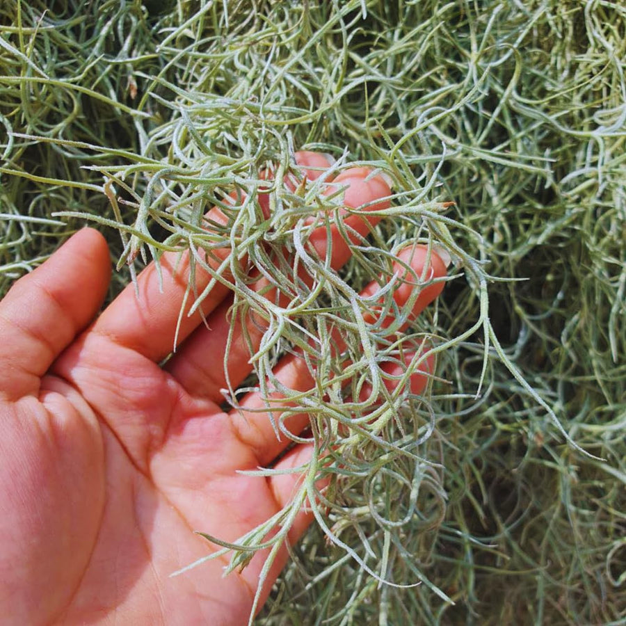 Spanish Moss Plant Live, Spanish Moss Tillandsia Air Plants Live Houseplants, 12 to 18 Inc Tall, Succulent Plants Live