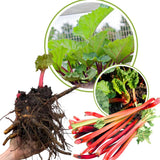 5 Rhubarb Roots for Planting, Medium Size Crown Rhubarb Rhizomes, Perennial Vegetable Plants, Cold-Hardy, Outdoor Garden