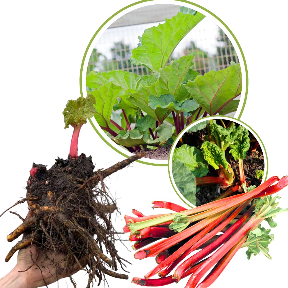 5 Rhubarb Roots for Planting, Medium Size Crown Rhubarb Rhizomes, Perennial Vegetable Plants, Cold-Hardy, Outdoor Garden