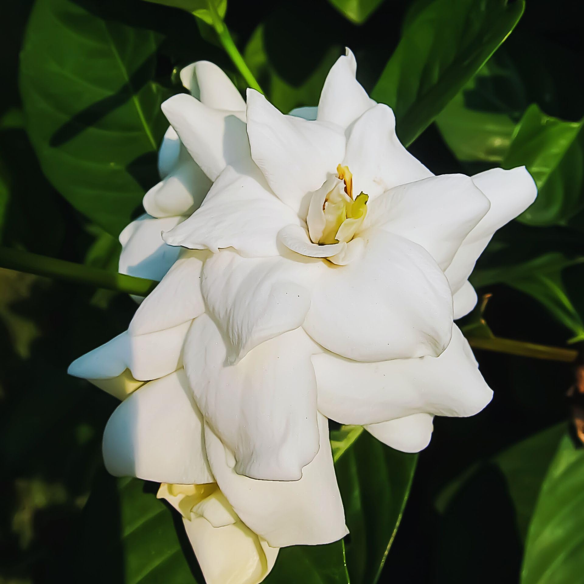 2 Jasmine Plants Live, Jasmine Flower Plant, 5 Inc Long, Annual Blooming Climbing Vine (Frost Proof)
