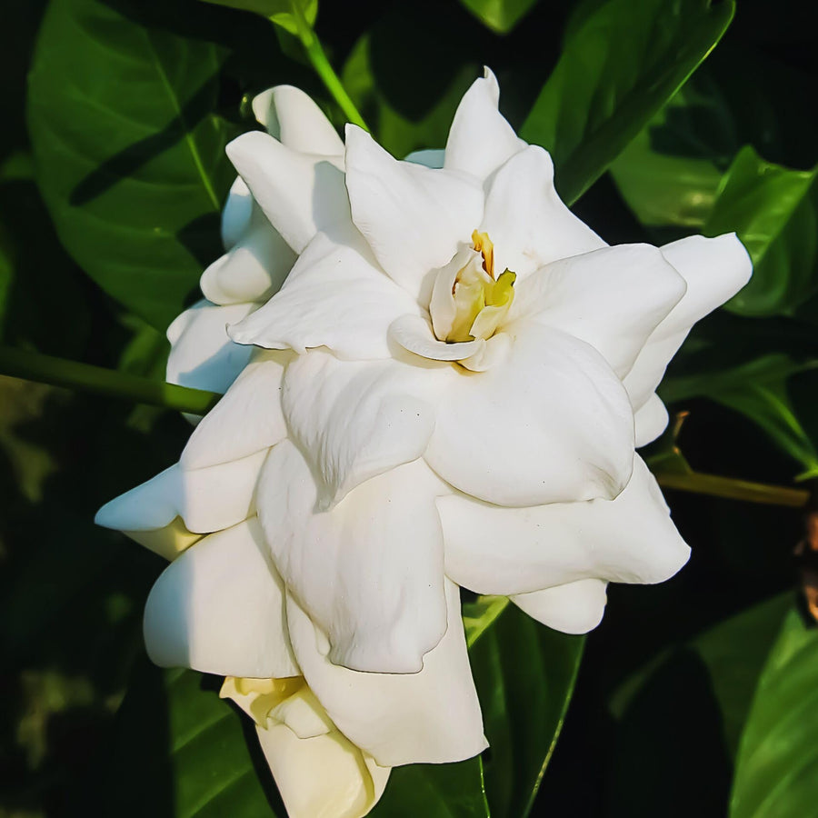 2 Jasmine Plants Live, Jasmine Flower Plant, 5 Inc Long, Annual Blooming Climbing Vine (Frost Proof)