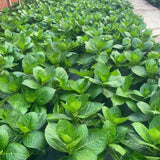 Light Green to Cream Pink Hydrangea Plant Live Tree, Rare Color, 4" Pot, Perennial and Hardy Blooming Shrub for Garden Spring Planting