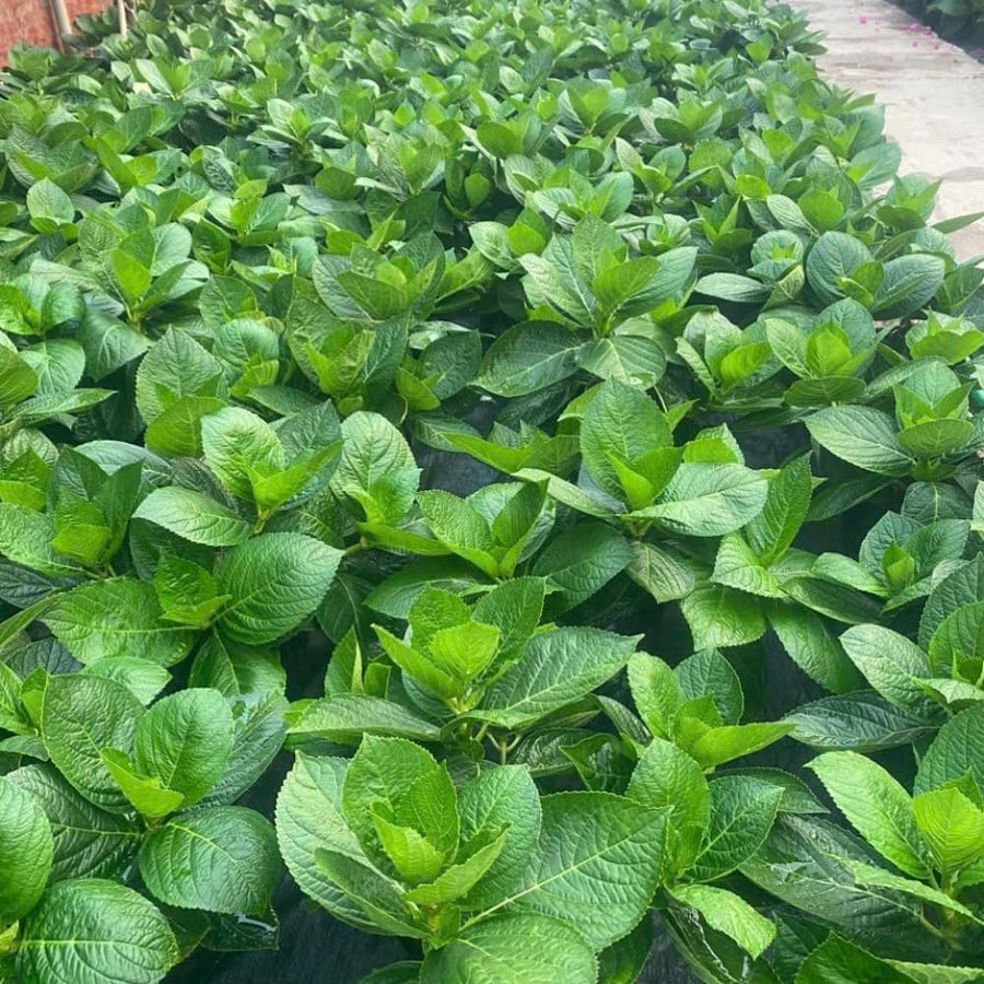Light Green to Cream Pink Hydrangea Plant Live Tree, Rare Color, 4" Pot, Perennial and Hardy Blooming Shrub for Garden Spring Planting