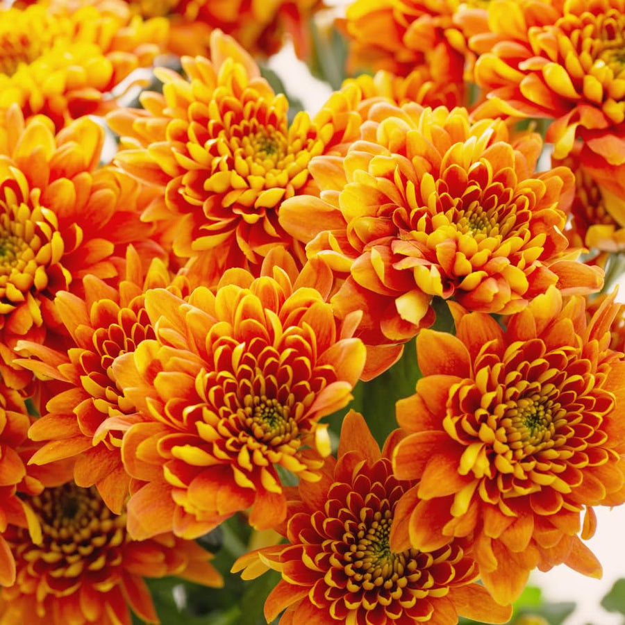 Chrysanthemum Plants Live Tree Well Rooted, 4 to 6 Inches Tall, Mums Plants Live, 2 Plants for The Patio and Garden (Orange)