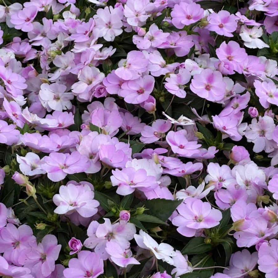 Light Purple Impatiens Live Plant in 4-Inch Pot, Impatiens Plant 3-5 Inch Tall, Flowering Annual for Gardens and Containers