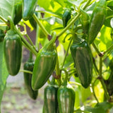 Pack 2 Green Pepper Plants, Live Hot Pepper Seedlings for Planting Outdoor Garden, 4 to 6 Inches Tall