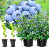 Emerald Blueberry Tree Live Plant Bush in 4" Pot, Sweet and Well-Rooted