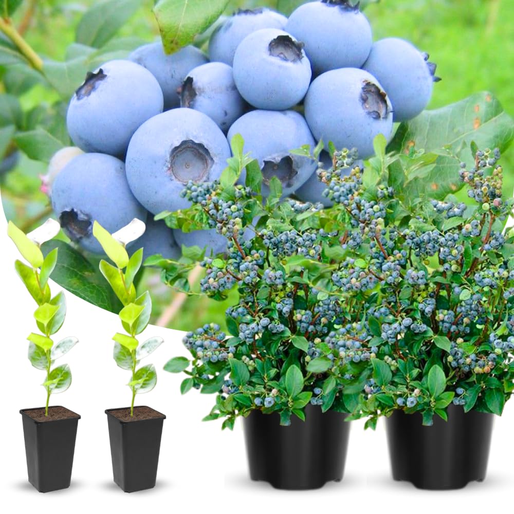 Emerald Blueberry Tree Live Plant Bush in 4" Pot, Sweet and Well-Rooted