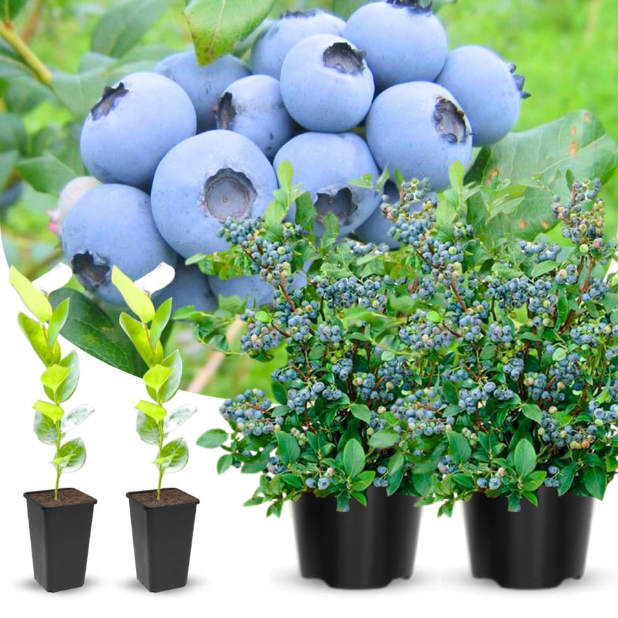 Emerald Blueberry Tree Live Plant Bush in 4" Pot, Sweet and Well-Rooted