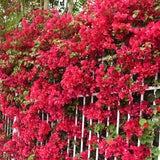 Bougainvillea Plant Live, Bougainvillea Flower Plants, Trailing Flowering Vines, Vibrant Blooms, 4-7 Inches Tall in 4 Inch Pot for Growing (Red)