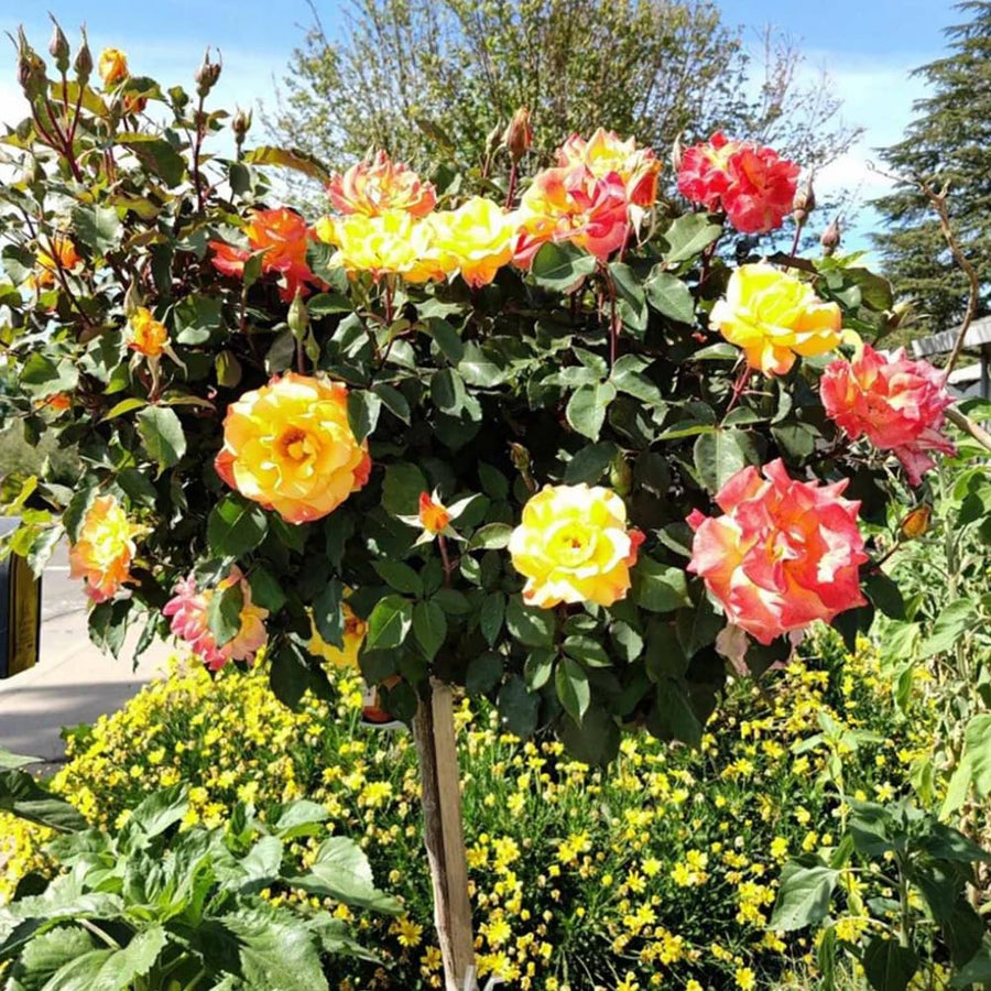 Rose Bush Live Plant - Rose Plant Live Shrub - Bareroot with Soil 5-10 Inch Tall - Fragrant Rose Flowers Heirloom Rose Shrub - No Pot (Rare Rose)