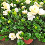 2 Cape Jasmine Plants Live, 5 to 6 Inc Long, Gardenia Plant Live, Frost Proof Gardenia Plant Well Rooted, Zone 6 to 11