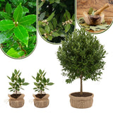 1 Year Old Bay Leaf Tree Live Plant Well-Rooted, 6-10" Tall, Sweet Bay Laurel Laurus Nobilis Plant for Outdoor Indoor Planting Herb